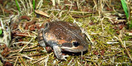 Image of Banjo Frog