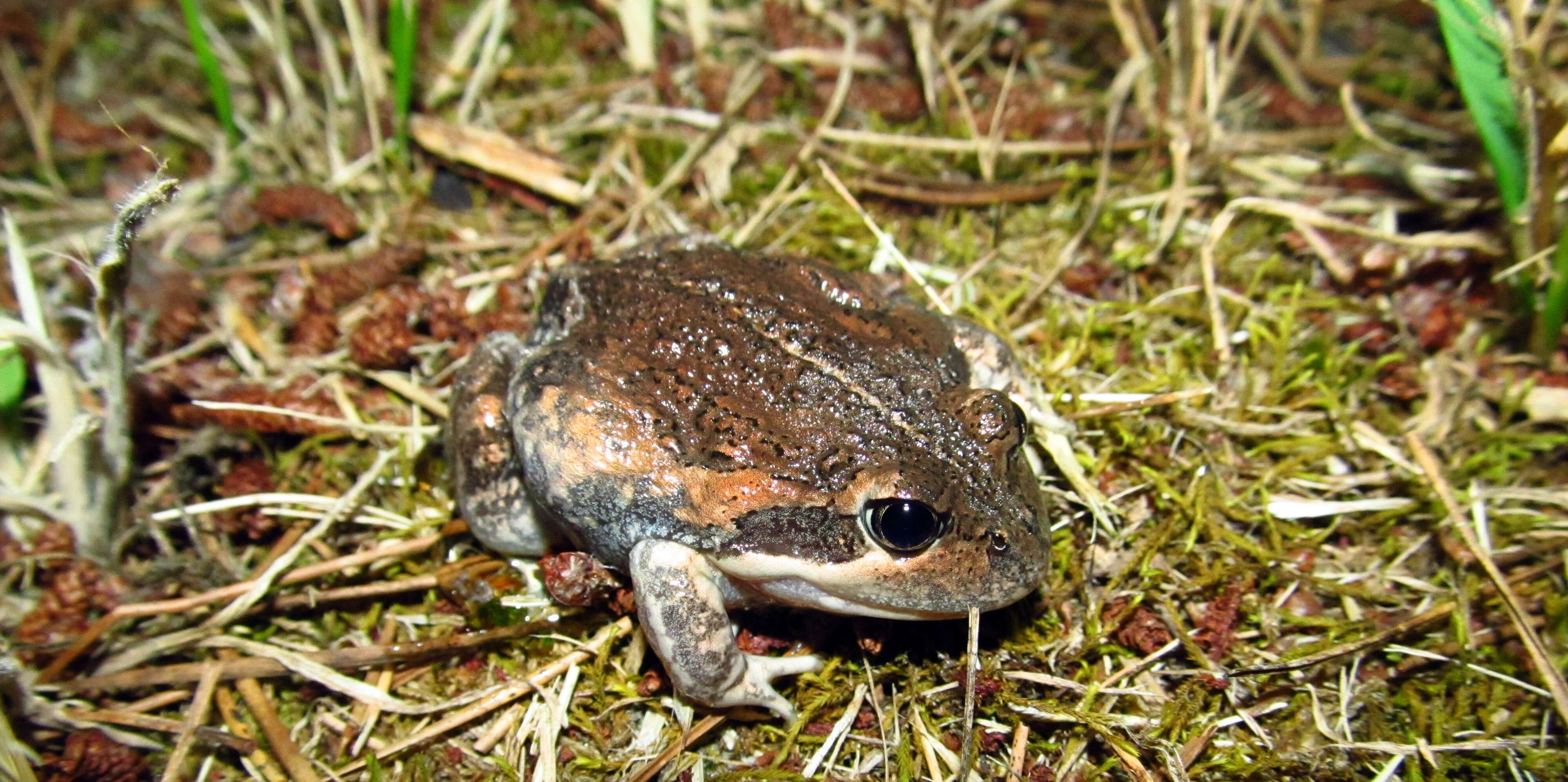 Image of Banjo Frog