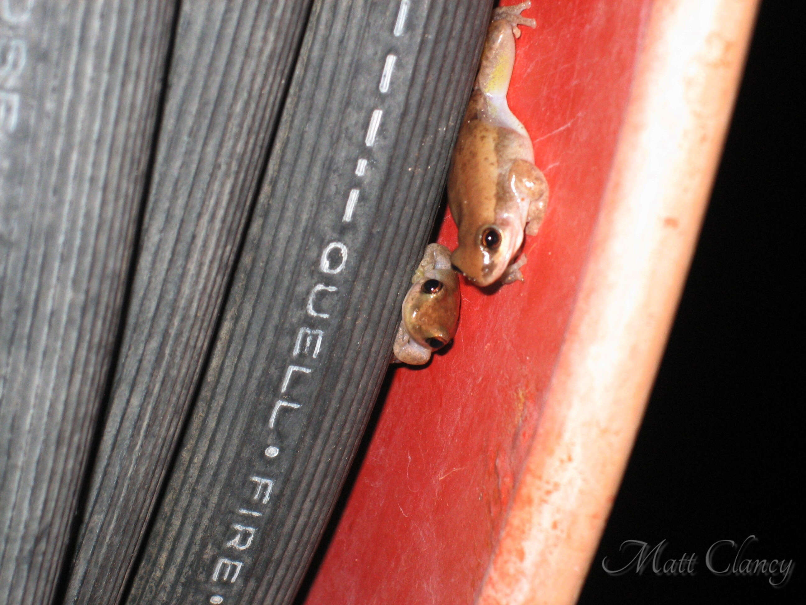 Image of Desert Tree Frog