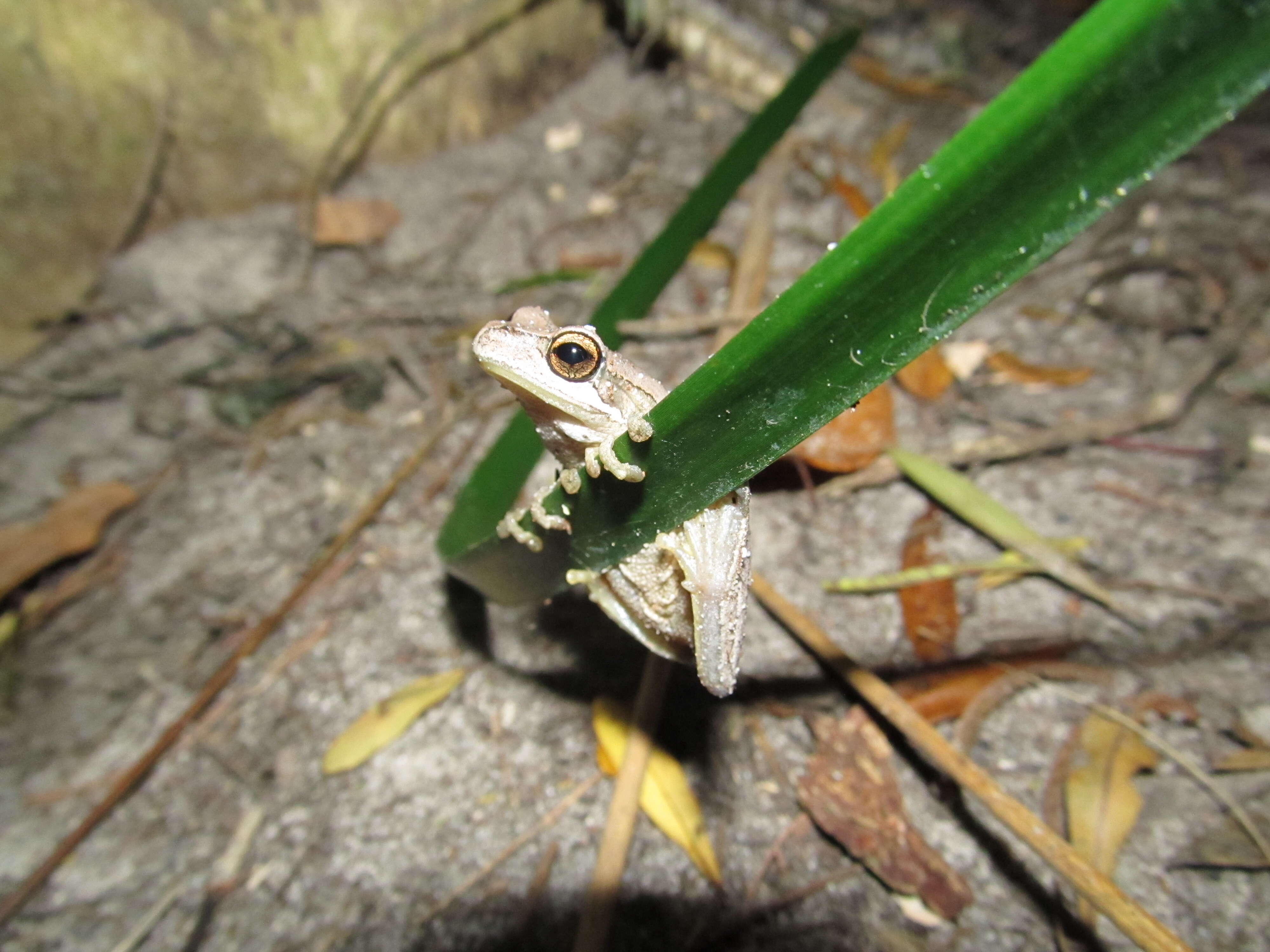Image of Alpine Tree Frog