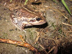 Image of Banjo Frog