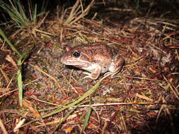 Image of Banjo Frog