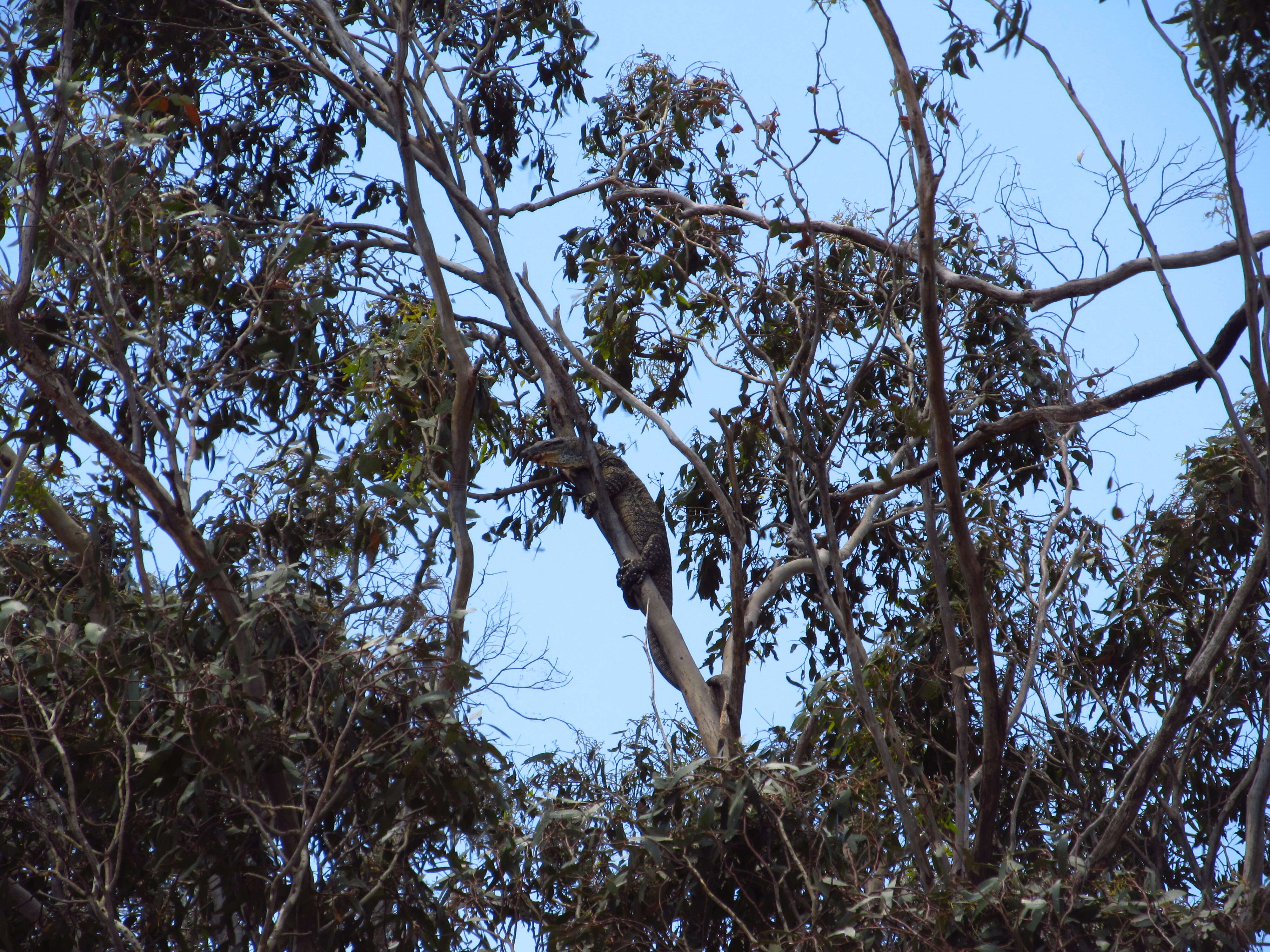 Image of Lace Monitor