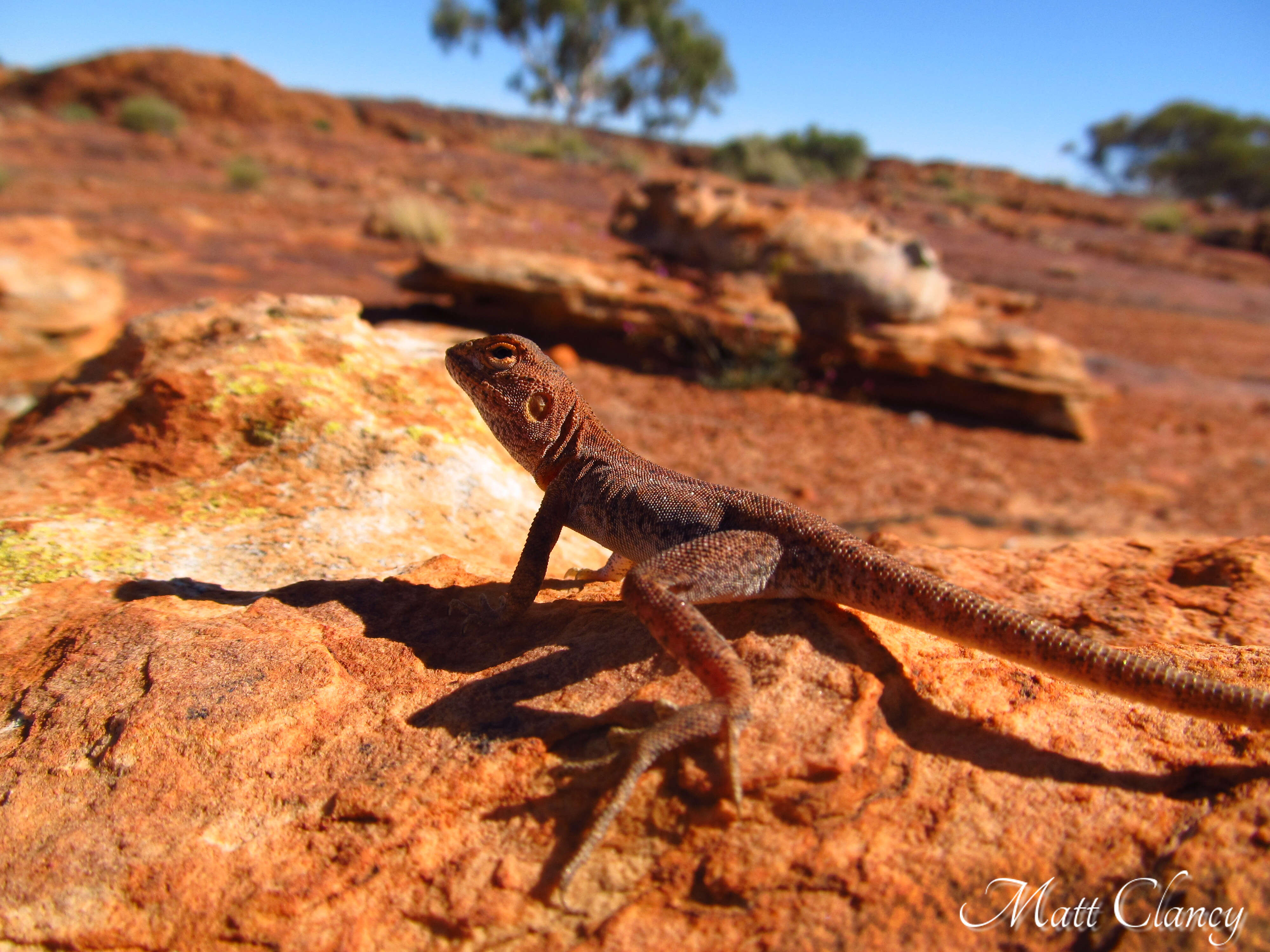 Ctenophorus caudicinctus (Günther 1875) resmi