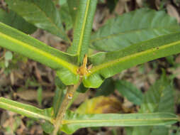 Image of Vitex altissima L. fil.