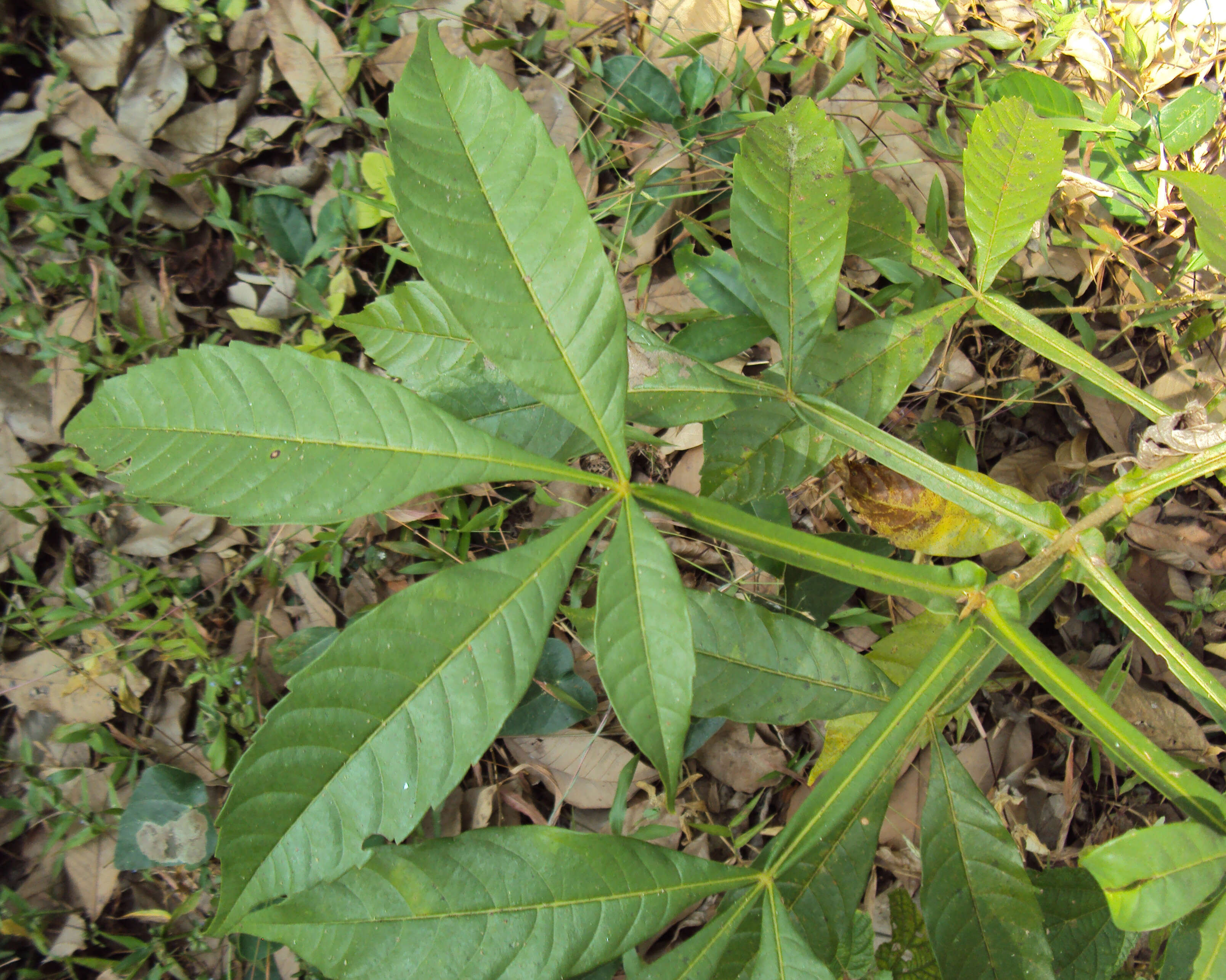 Image of Vitex altissima L. fil.