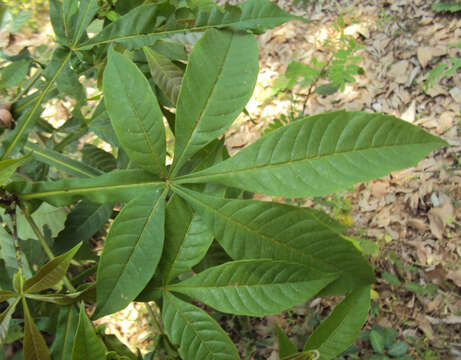 Image of Vitex altissima L. fil.