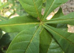 Image of Vitex altissima L. fil.