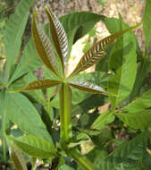 Image of Vitex altissima L. fil.