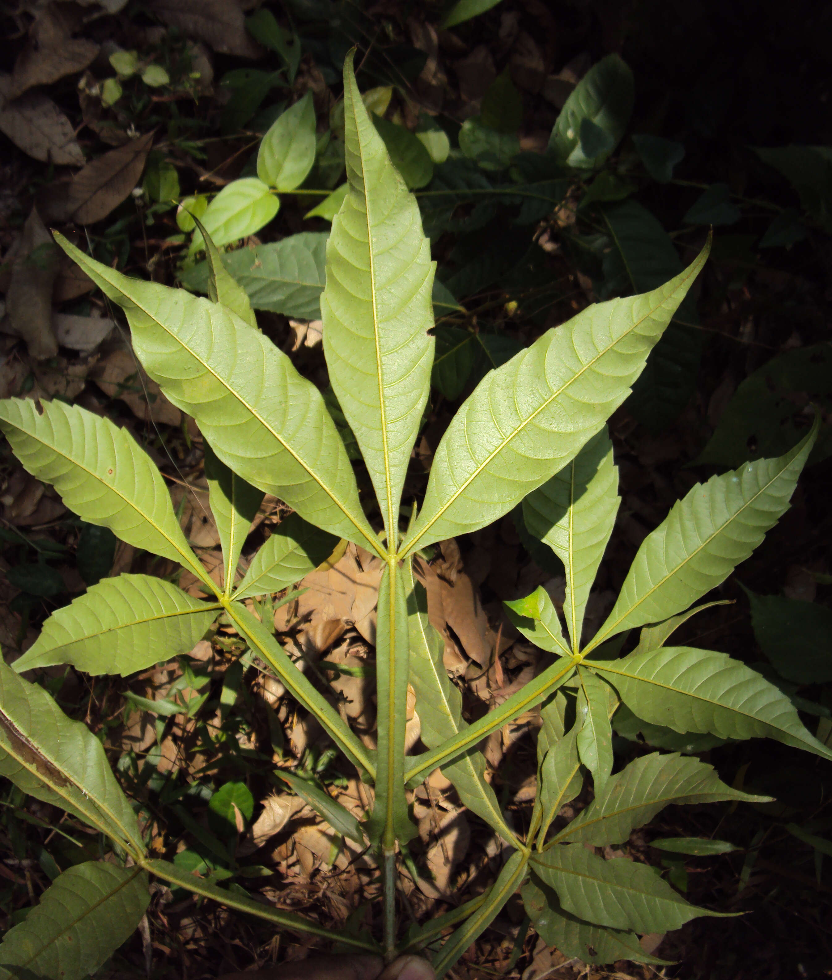 Image of Vitex altissima L. fil.