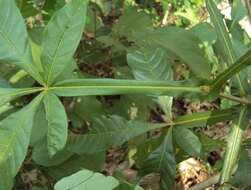 Image of Vitex altissima L. fil.