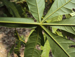 Image of Vitex altissima L. fil.