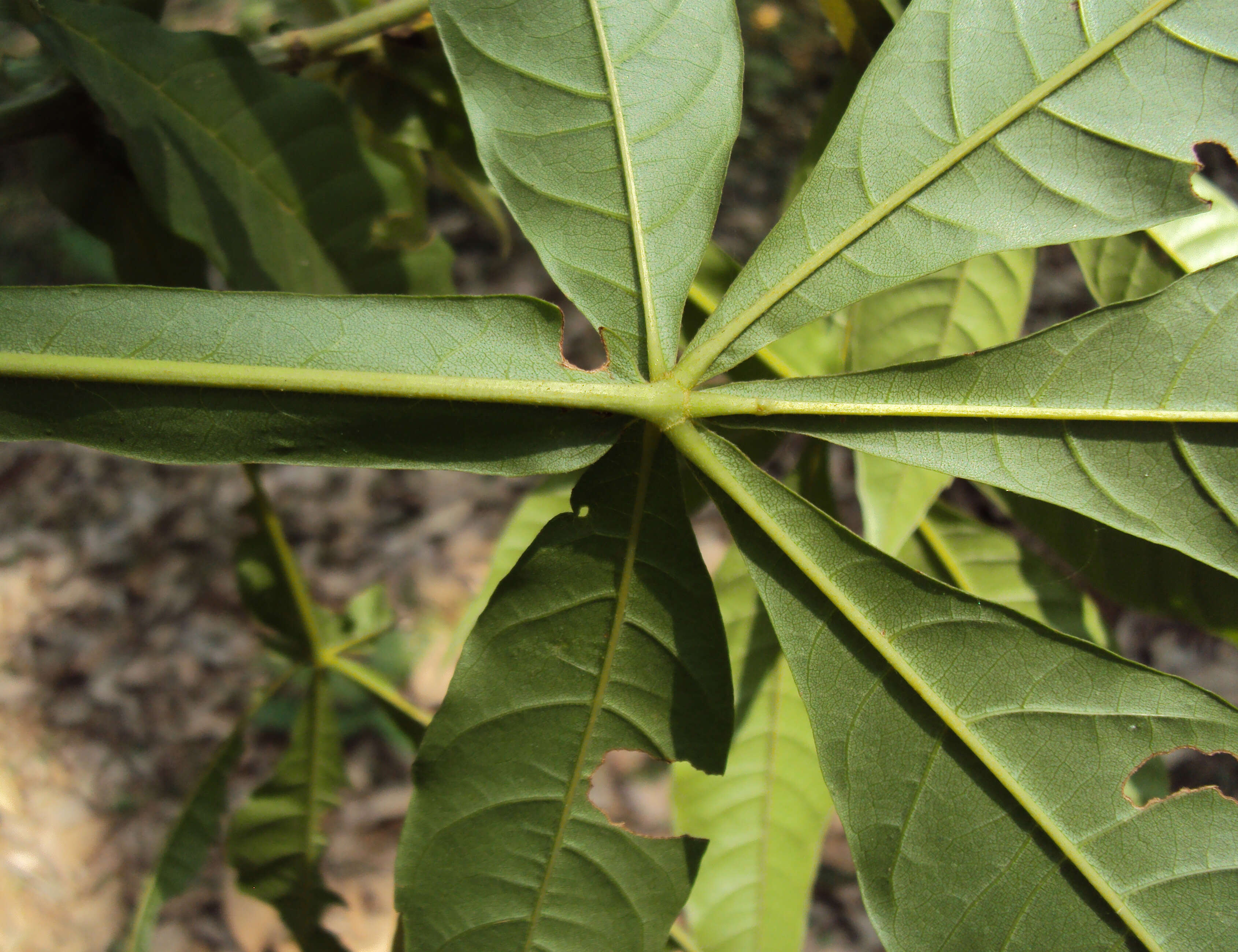 Image of Vitex altissima L. fil.