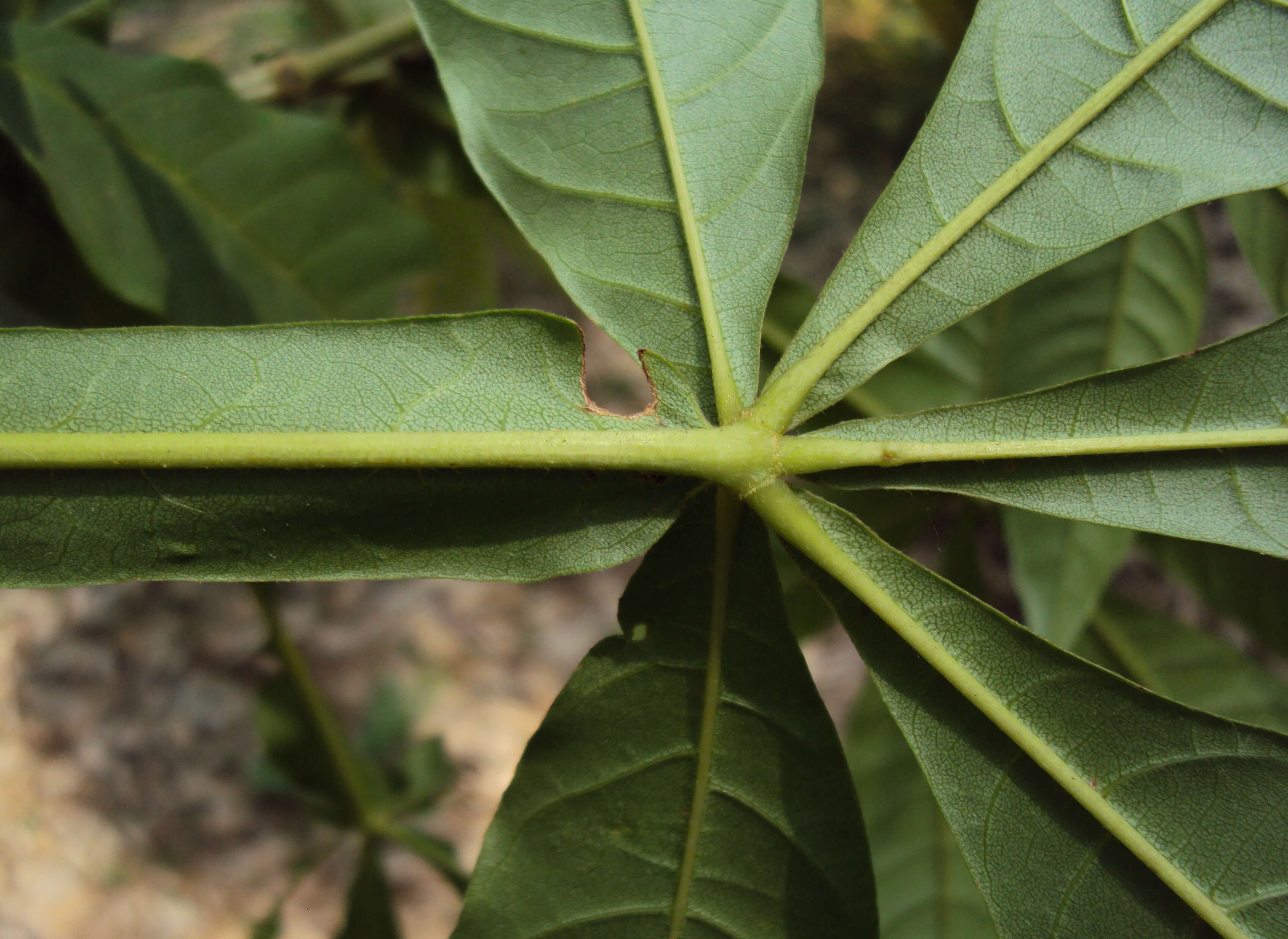 Image of Vitex altissima L. fil.
