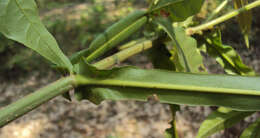 Image of Vitex altissima L. fil.