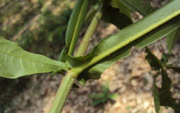 Image of Vitex altissima L. fil.