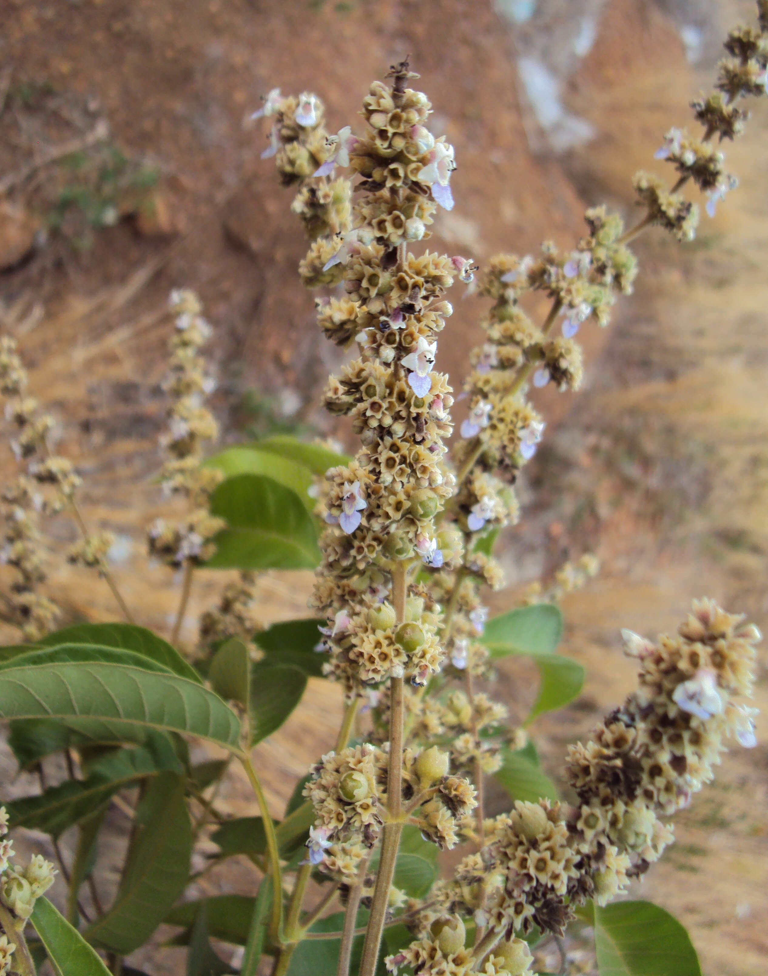 Image of Vitex altissima L. fil.