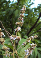 Image of Vitex altissima L. fil.