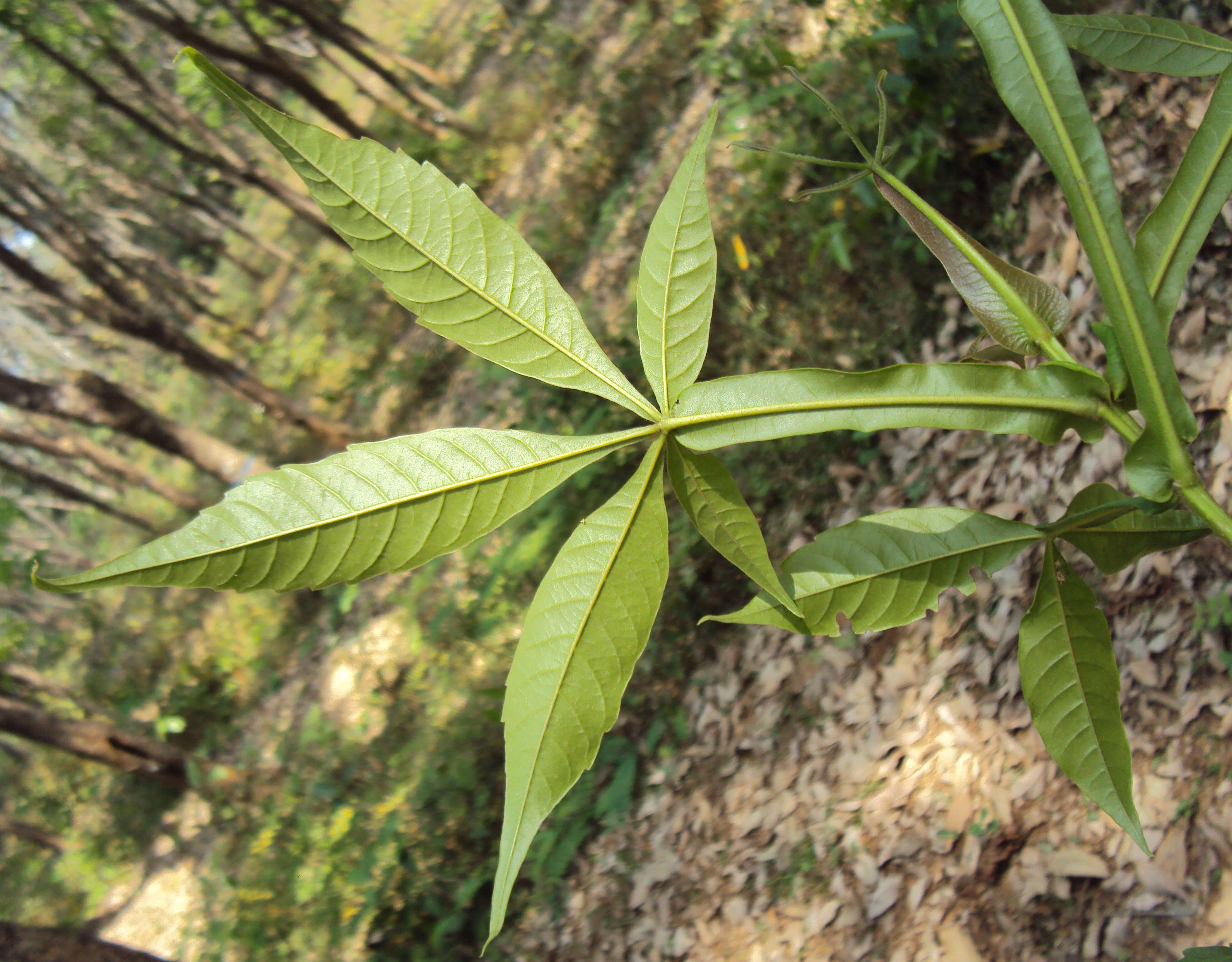 Image of Vitex altissima L. fil.