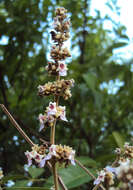 Image of Vitex altissima L. fil.