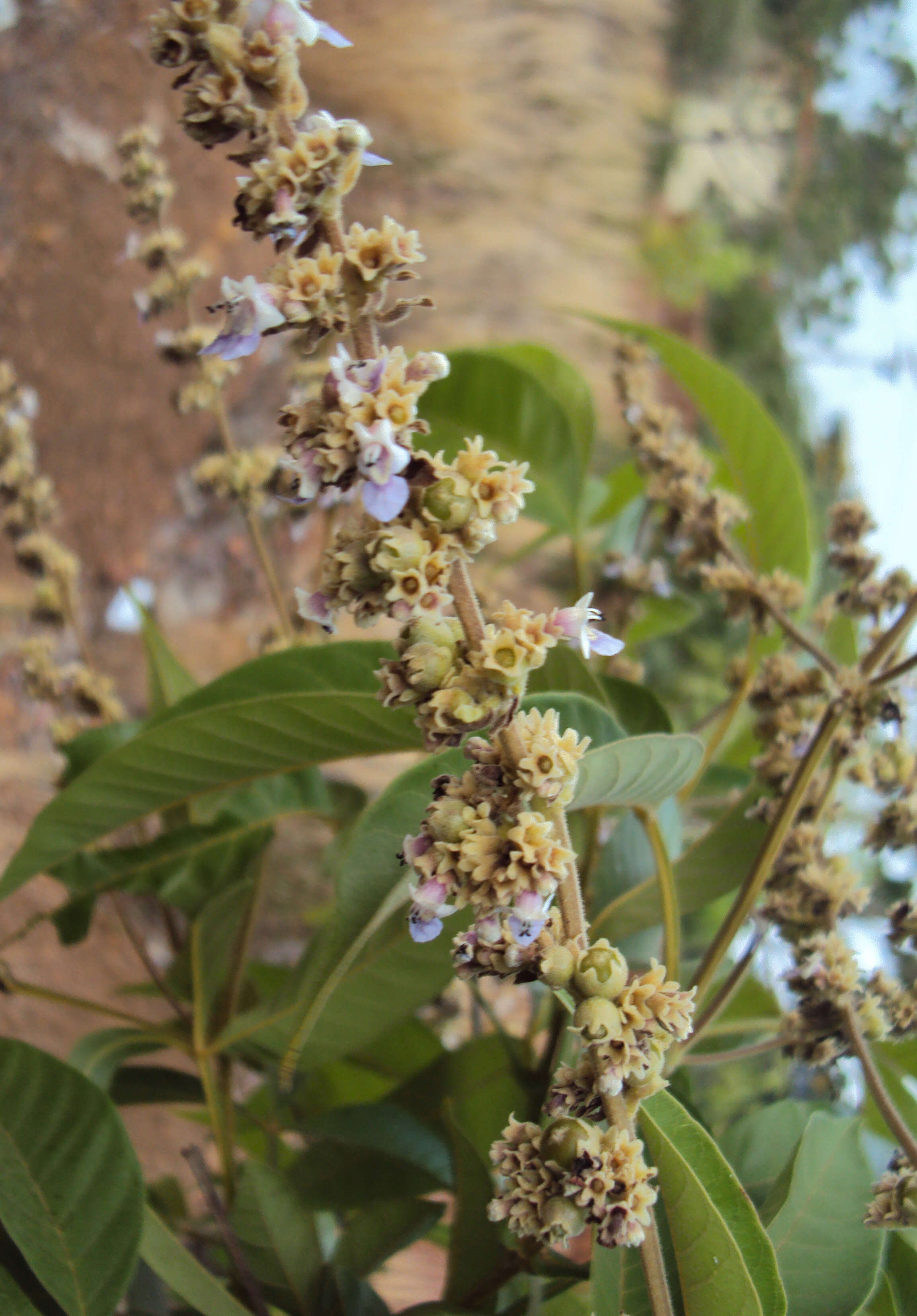 Image of Vitex altissima L. fil.