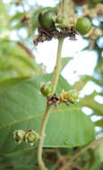 Image of Vitex altissima L. fil.