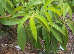 Image of Vitex altissima L. fil.