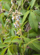 Image of Vitex altissima L. fil.