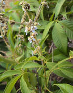 Image of Vitex altissima L. fil.