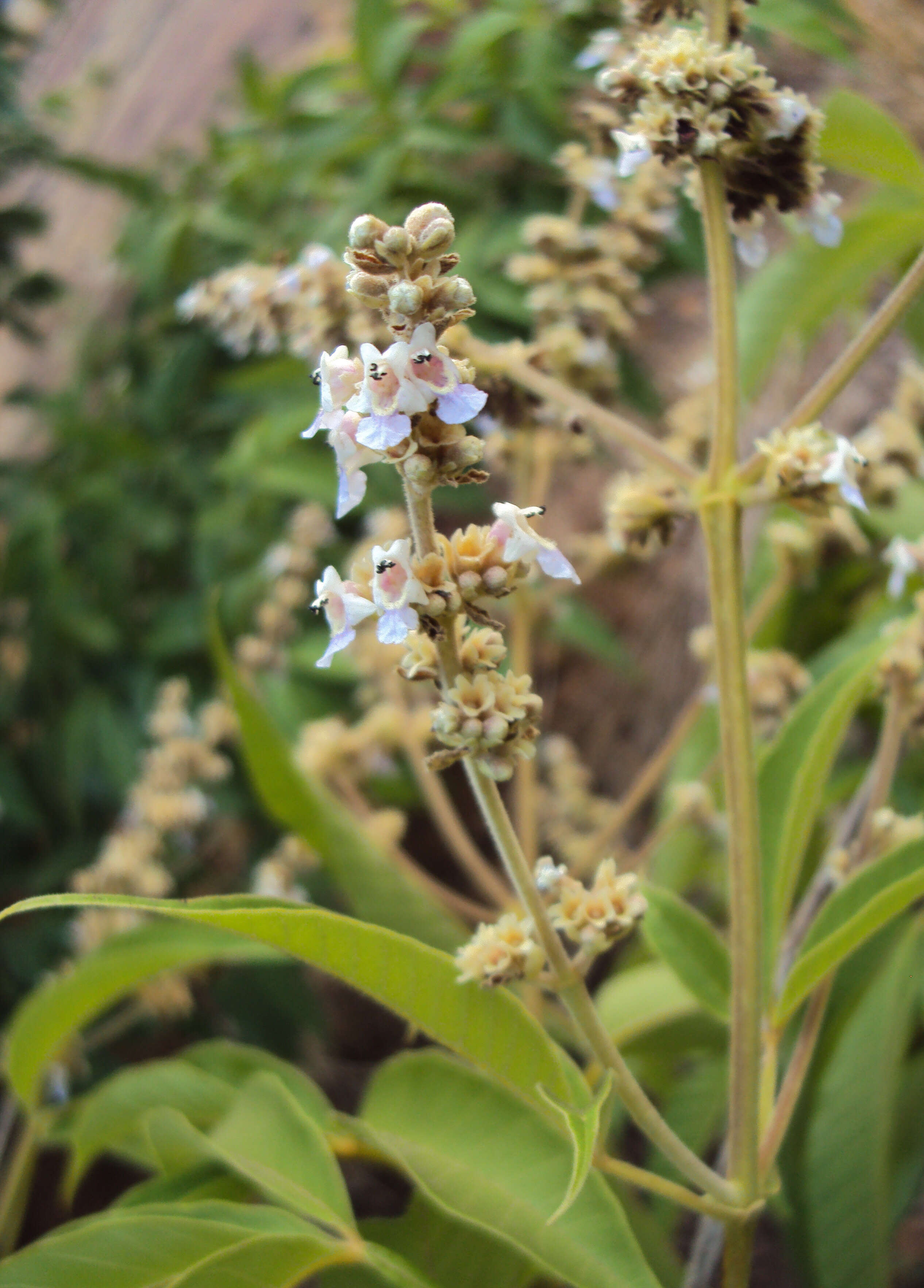 Image of Vitex altissima L. fil.