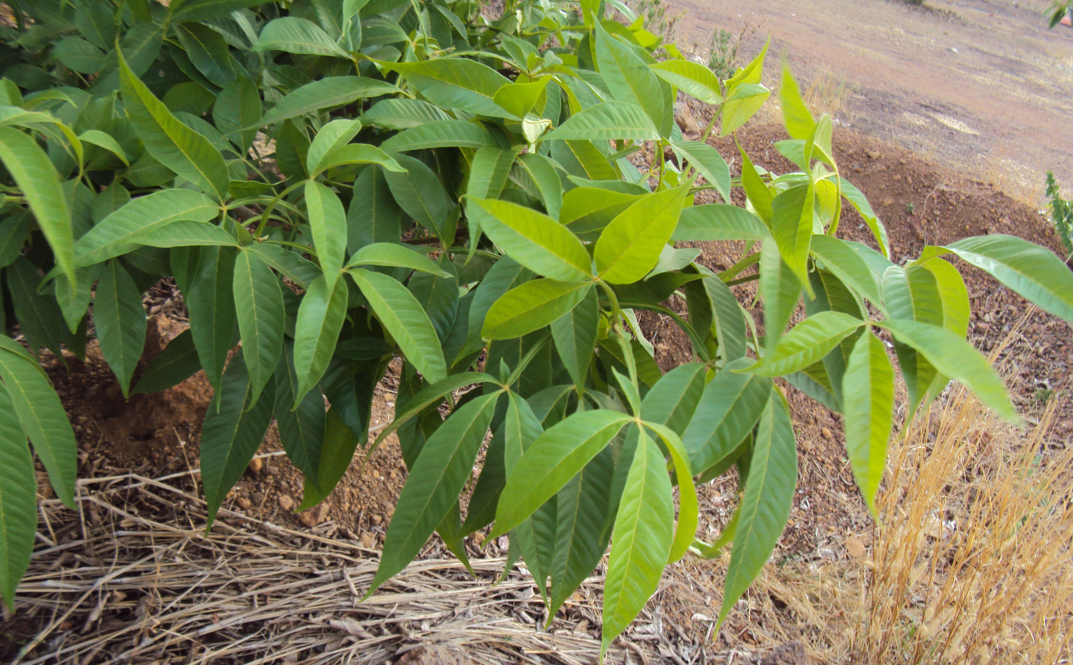 Image of Vitex altissima L. fil.