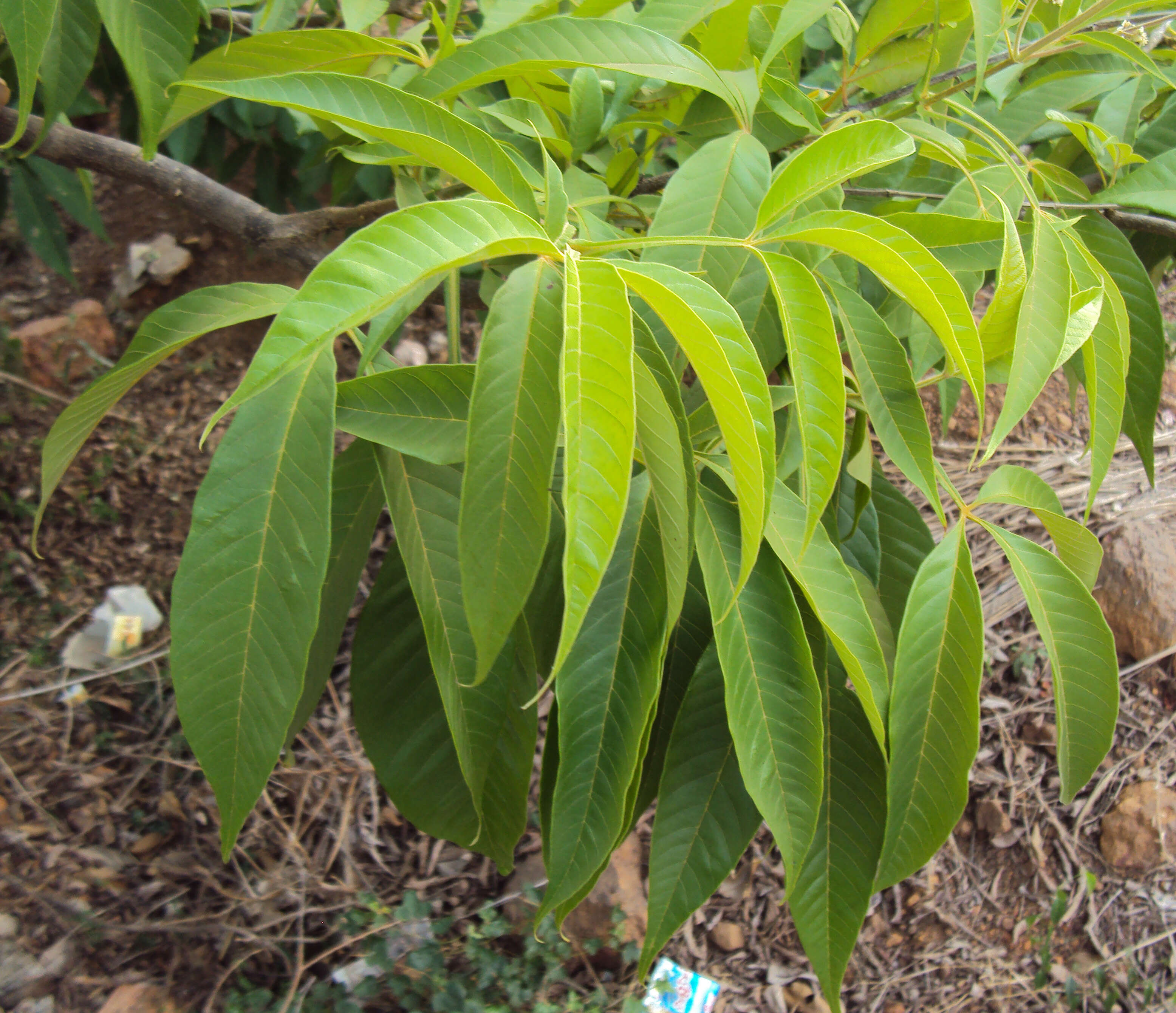 Image of Vitex altissima L. fil.