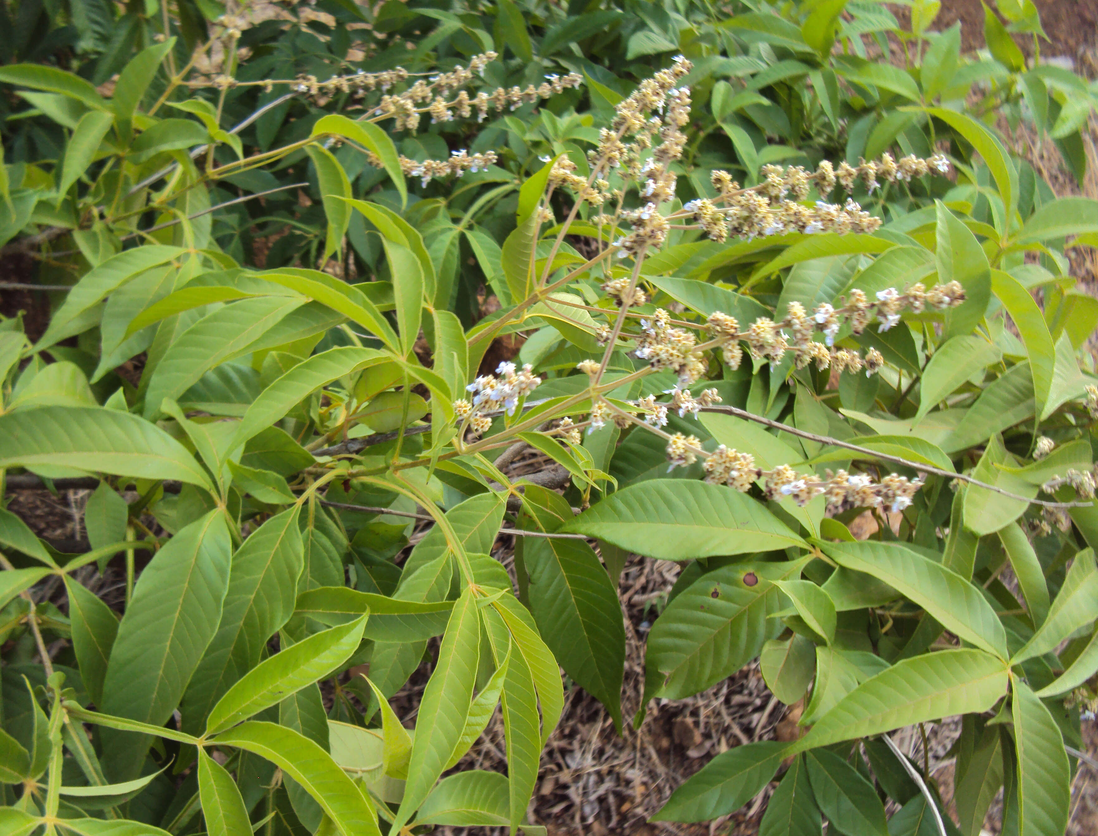 Image of Vitex altissima L. fil.