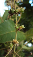 Image of Vitex altissima L. fil.