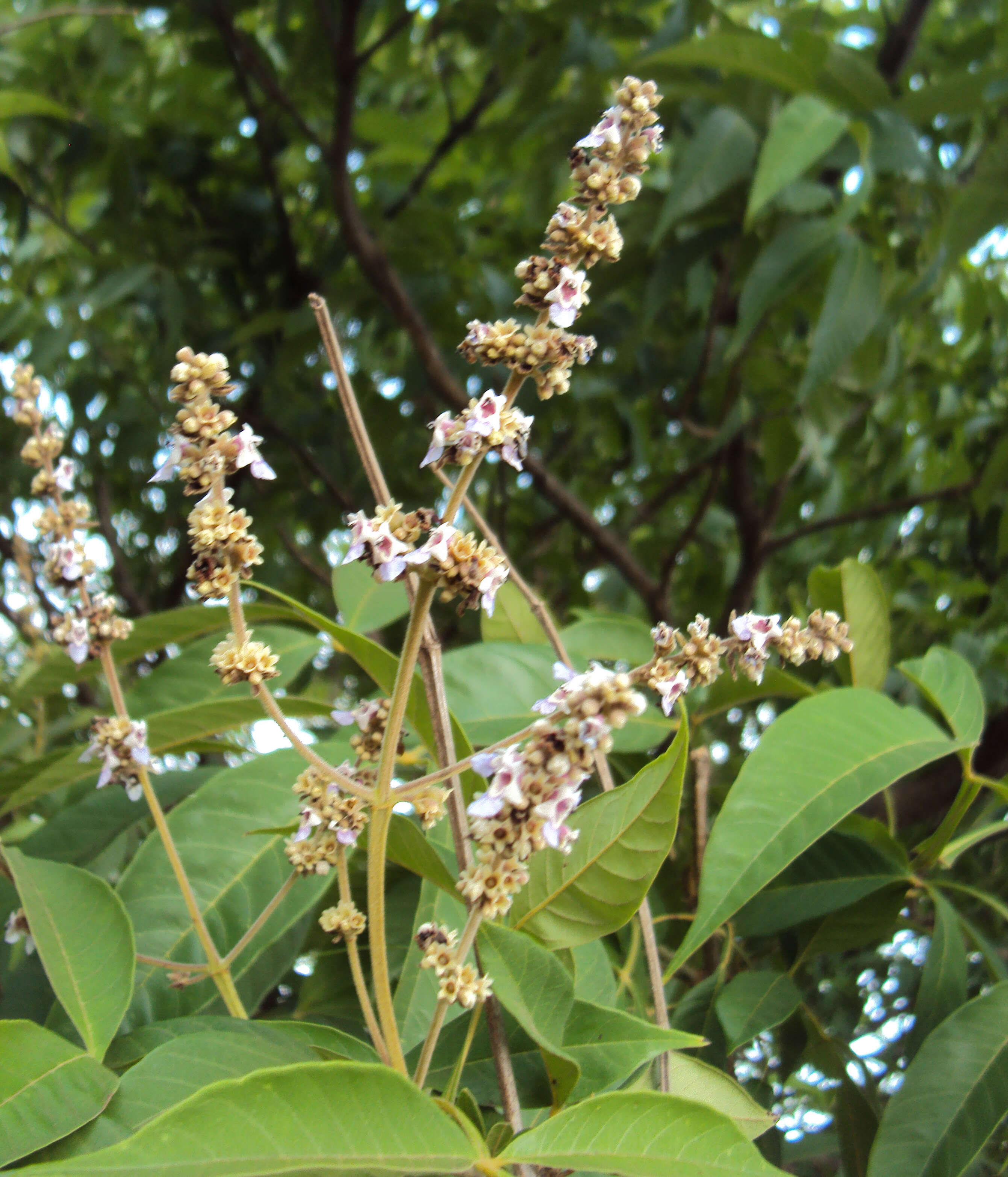 Image of Vitex altissima L. fil.