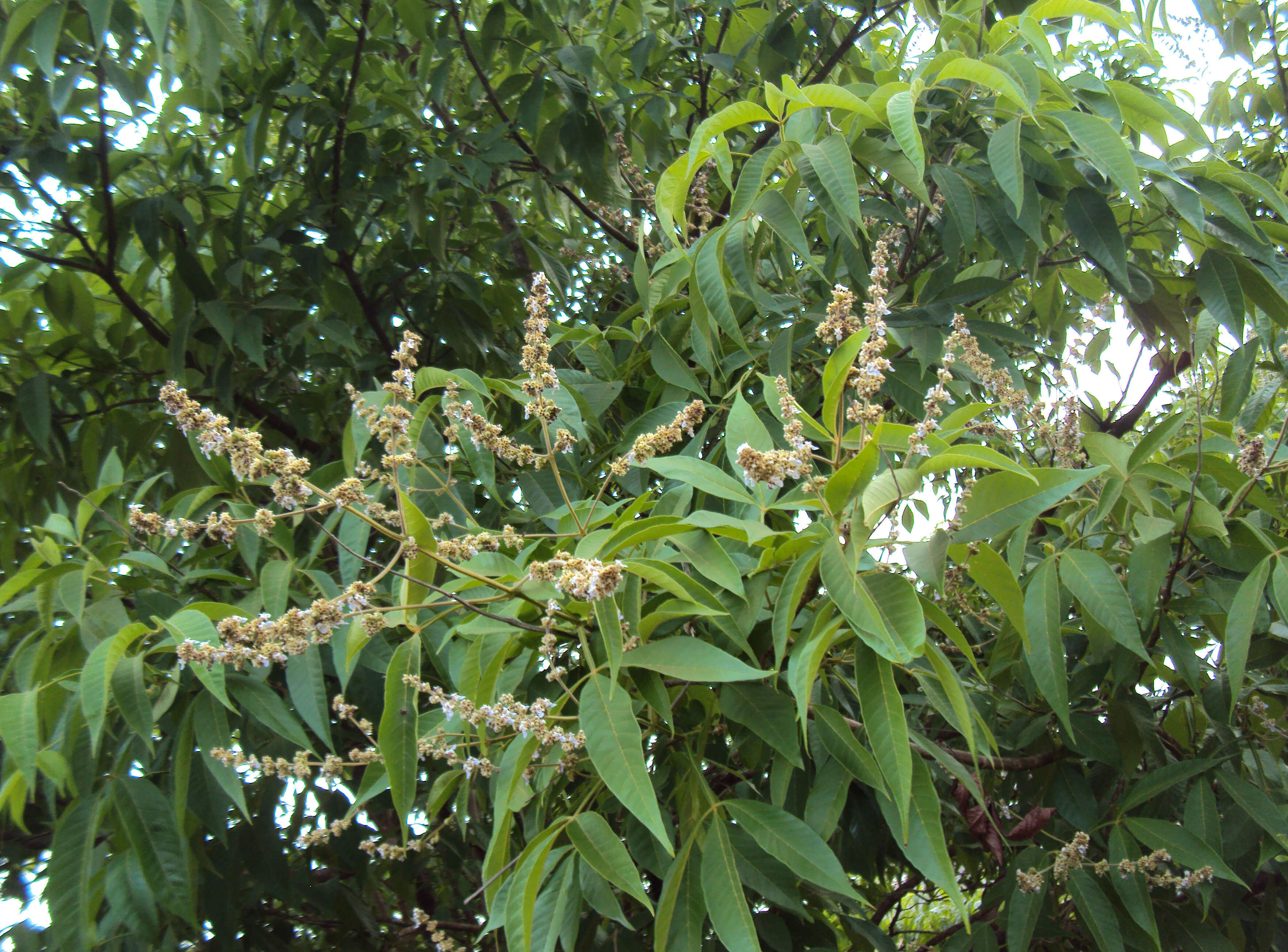 Image of Vitex altissima L. fil.