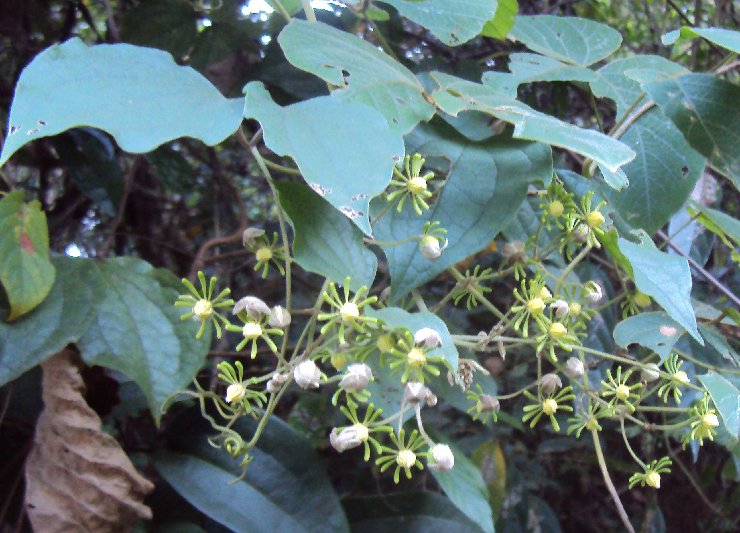 Слика од Clematis zeylanica (L.) Poir.