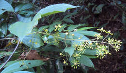 Слика од Clematis zeylanica (L.) Poir.