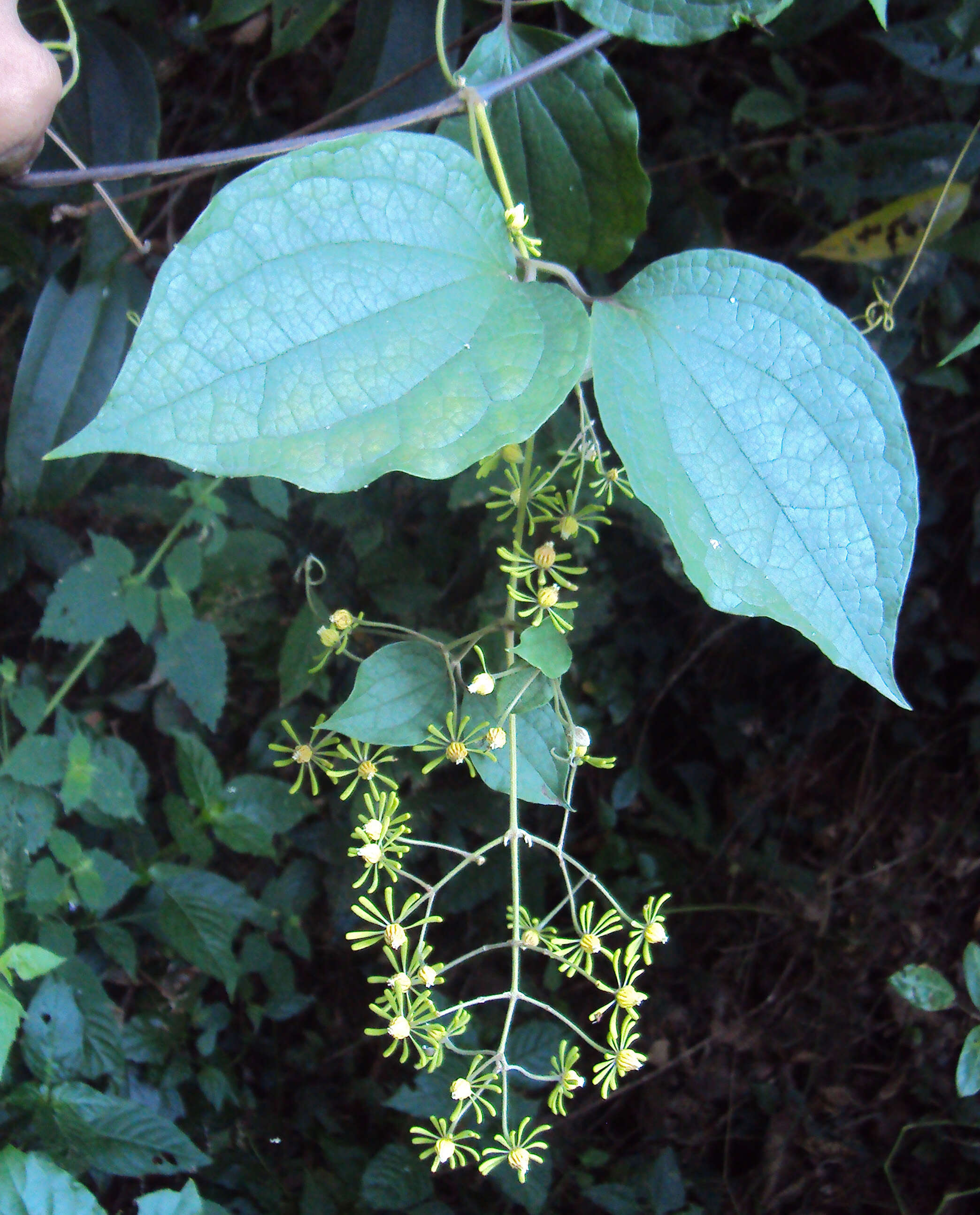 Слика од Clematis zeylanica (L.) Poir.