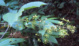 Слика од Clematis zeylanica (L.) Poir.