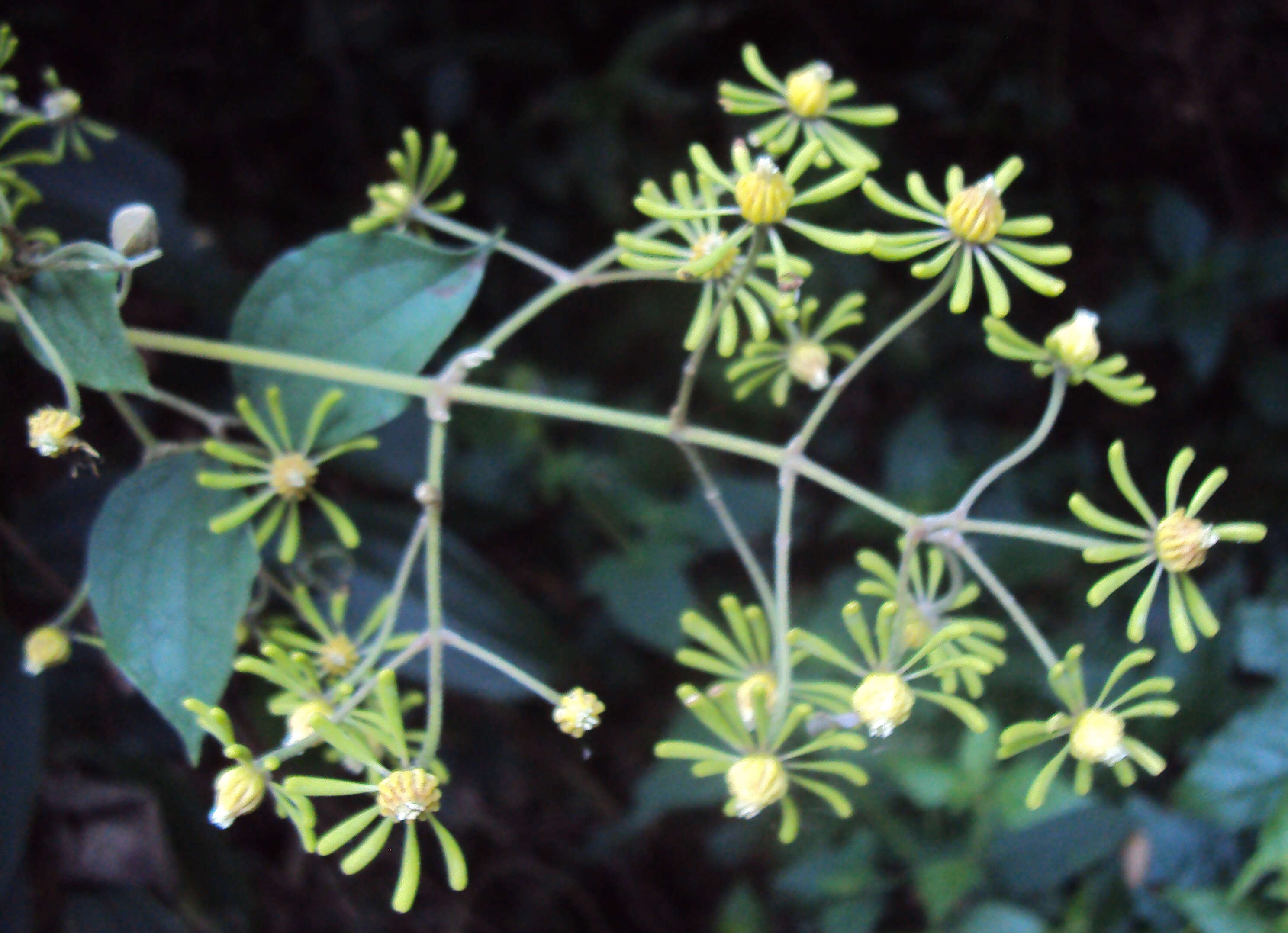 Слика од Clematis zeylanica (L.) Poir.