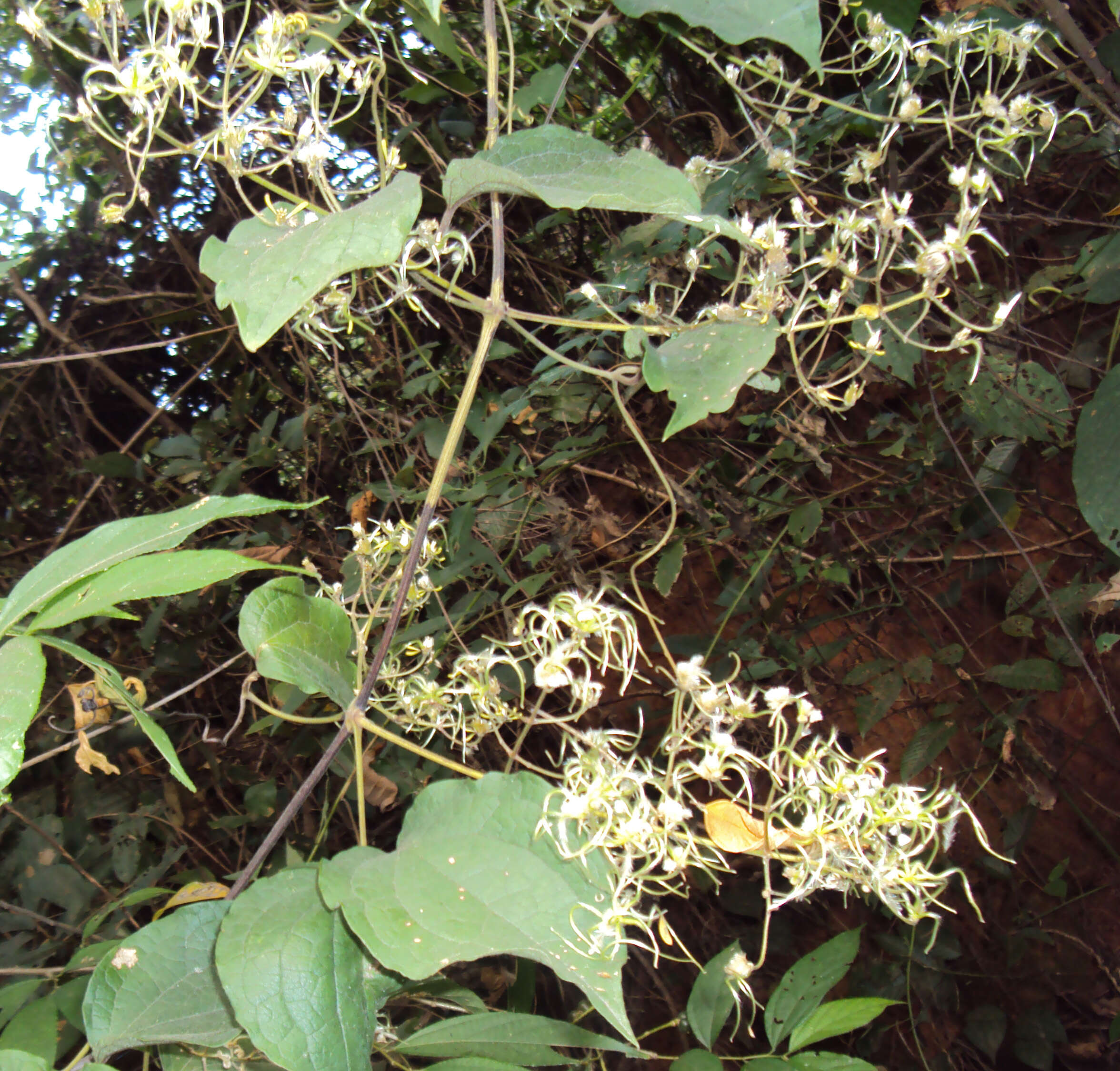 Слика од Clematis zeylanica (L.) Poir.