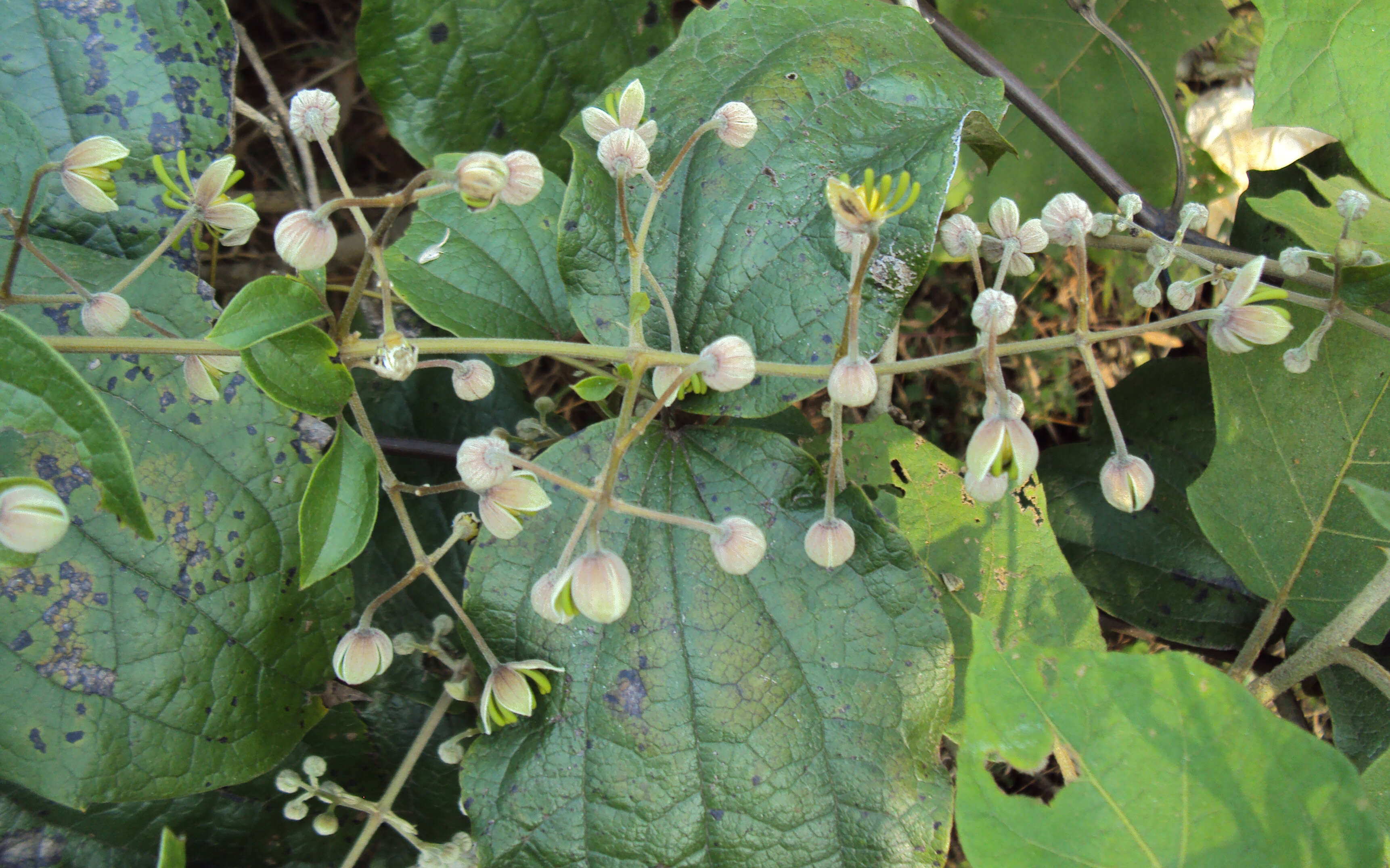 Слика од Clematis zeylanica (L.) Poir.