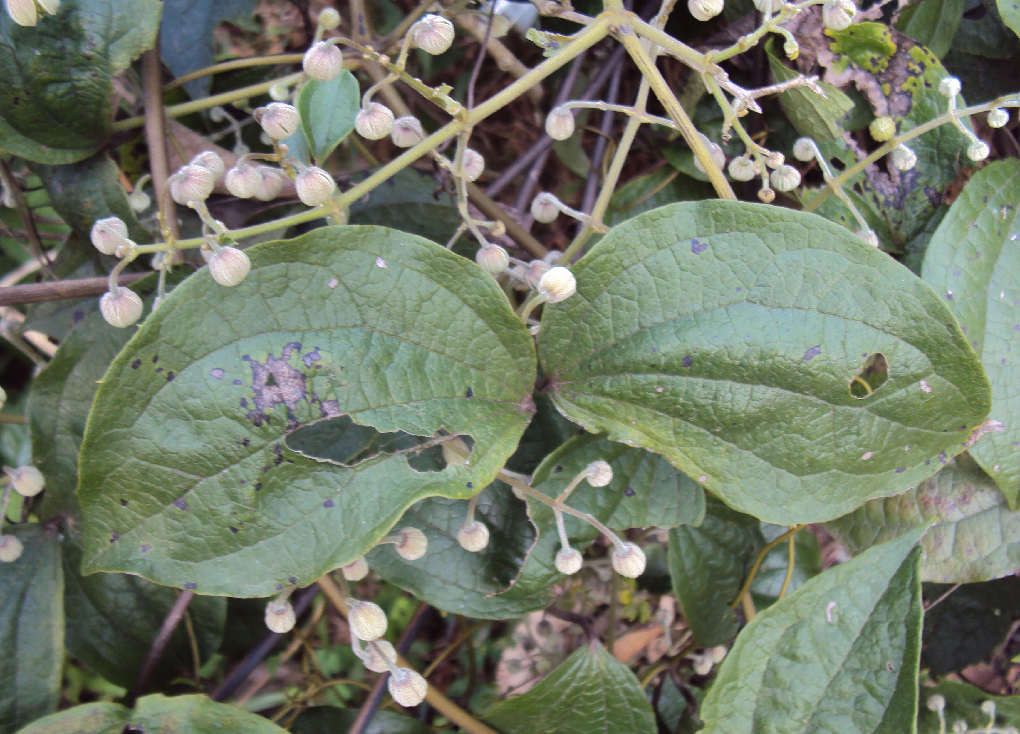 Слика од Clematis zeylanica (L.) Poir.