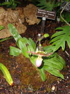 Sivun Paphiopedilum glaucophyllum J. J. Sm. kuva