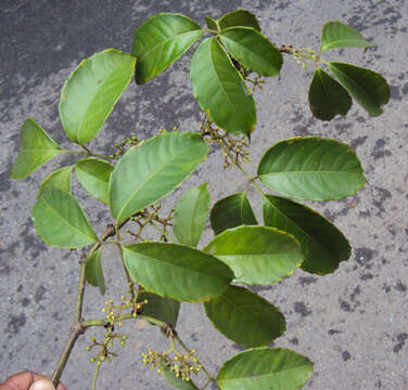 Image of Tetrastigma leucostaphylum (Dennst.) A. Alston ex D. J. Mabberley