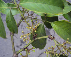 Image of Tetrastigma leucostaphylum (Dennst.) A. Alston ex D. J. Mabberley