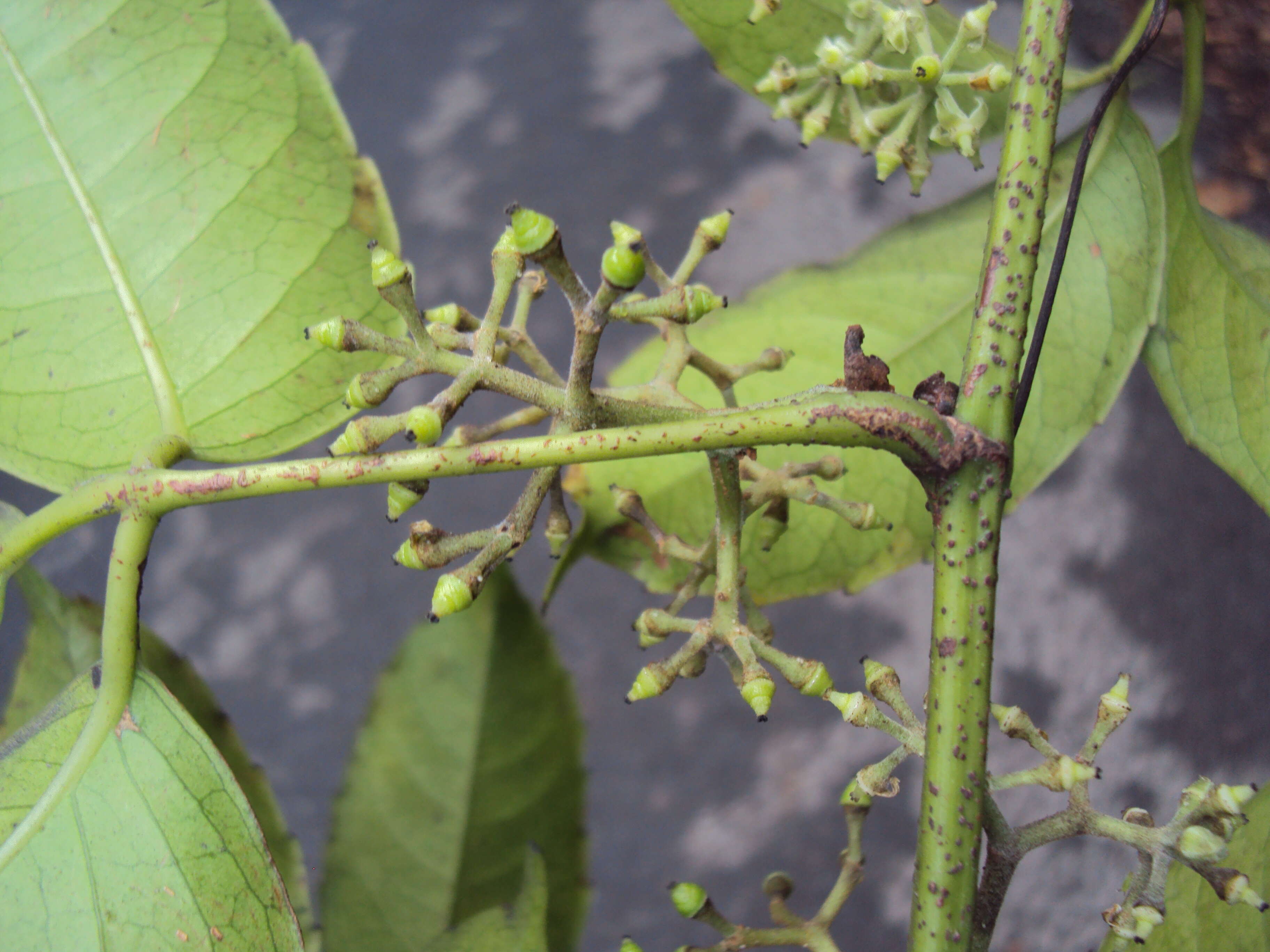 Image of Tetrastigma leucostaphylum (Dennst.) A. Alston ex D. J. Mabberley