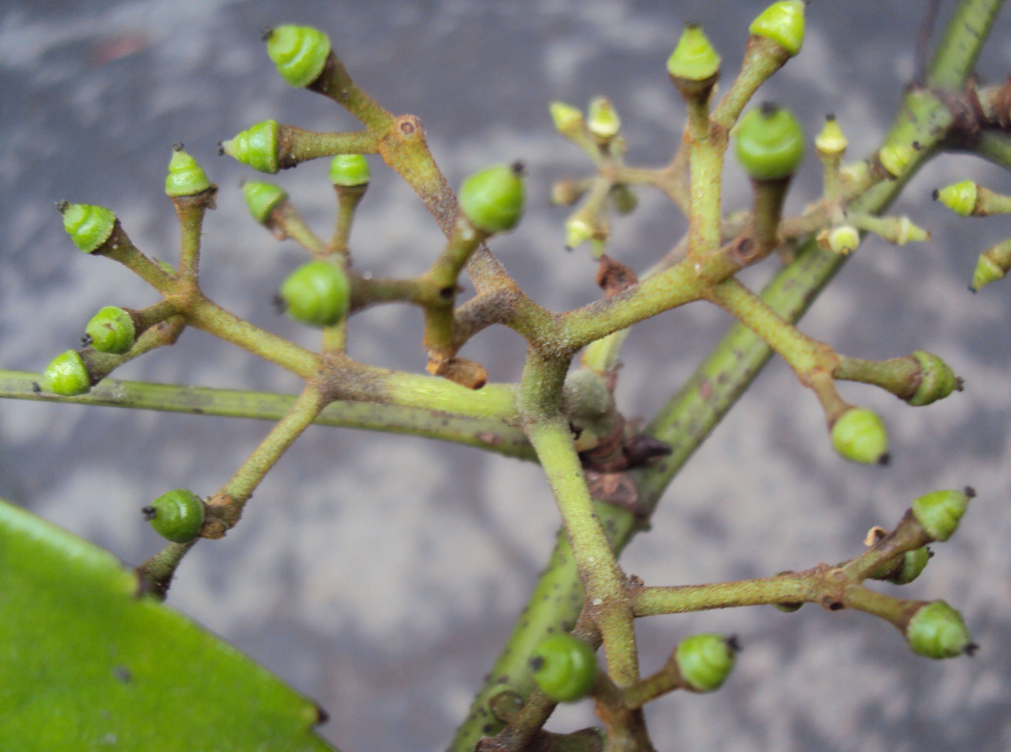 Image of Tetrastigma leucostaphylum (Dennst.) A. Alston ex D. J. Mabberley