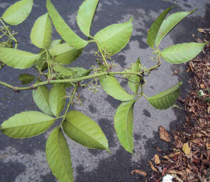 Image of Tetrastigma leucostaphylum (Dennst.) A. Alston ex D. J. Mabberley